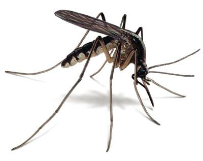 mosquito.max-752x423