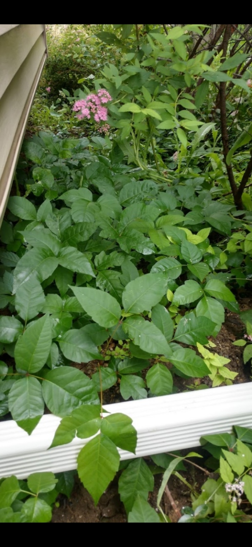 Poison Ivy & Mosquito Control Services Ditch the Itch Poison Ivy